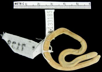 Media type: image; Herpetology R-133185